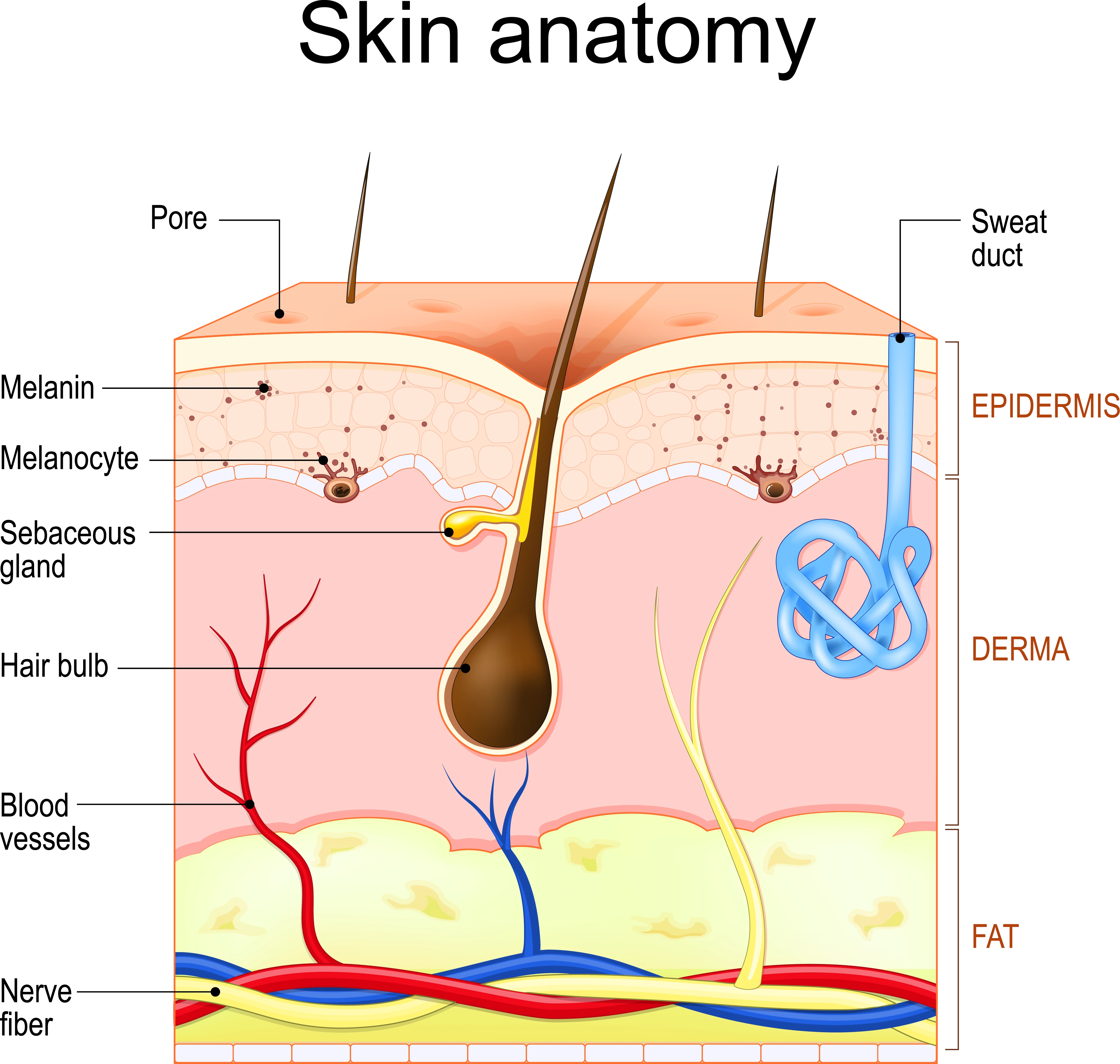 Dermis Diagram